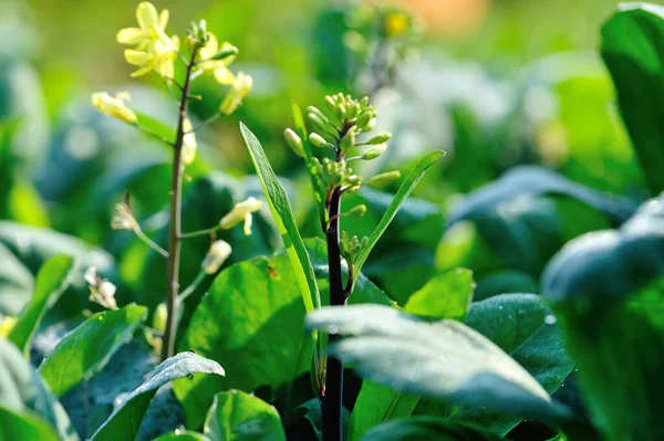 Blommande Kinesiska Grönkål Växter Tillväxt Grönsaksträdgården — Stockfoto