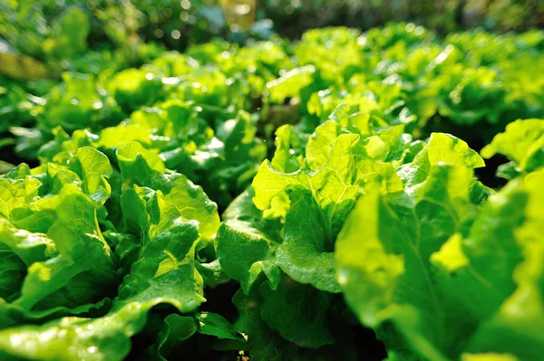 Grüner Salat Wächst Gemüsegarten — Stockfoto