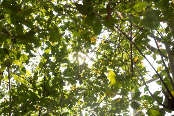 Gyönyörű Jelenet Ködös Erdő Sugarak Keresztül Nyári Levelek Lencse Fáklya — Stock Fotó