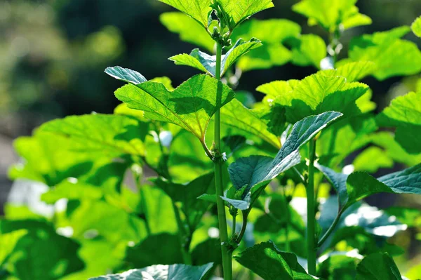 Plantas Amaranto Inverno Verdes Crescimento Jardim — Fotografia de Stock