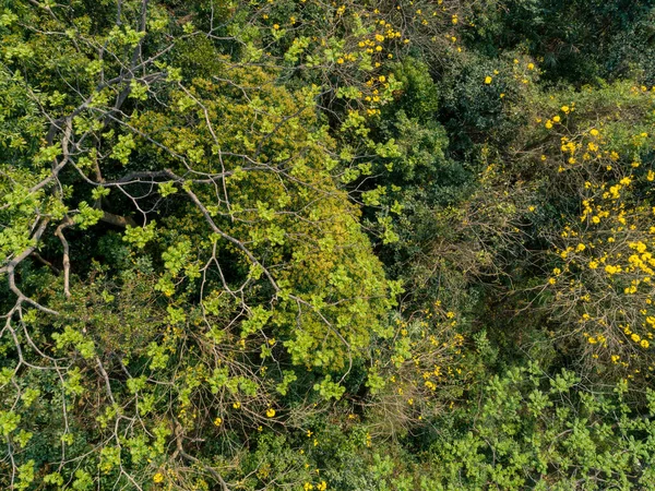 Vue Aérienne Forêt Tropicale Printemps — Photo
