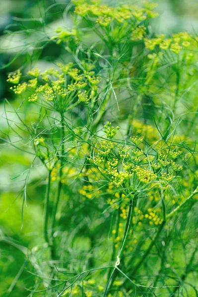 Plantas Funcho Crescimento Jardim — Fotografia de Stock