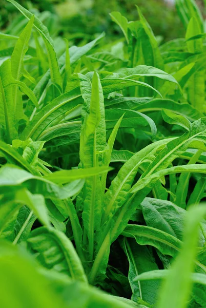 野菜園での成長における緑の葉レタス — ストック写真