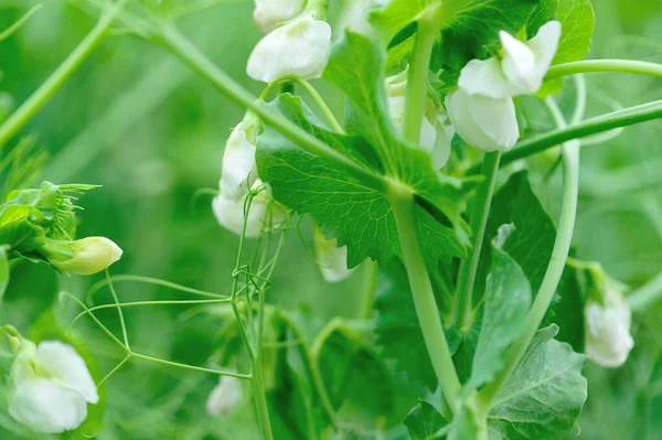 Blühende Erbsen Garten Biologischer Anbau — Stockfoto