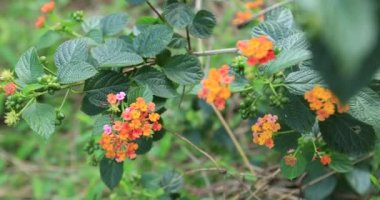 Baharda açan güzel sarı ve pembe lantana camara çiçekleri.