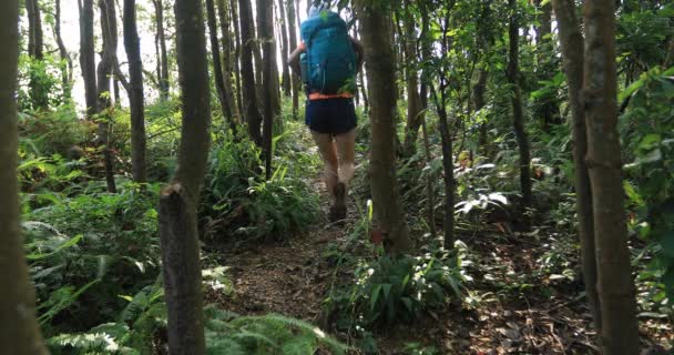 Female Backpacker Hiking Summer Rainforest Mountains — Stock Video