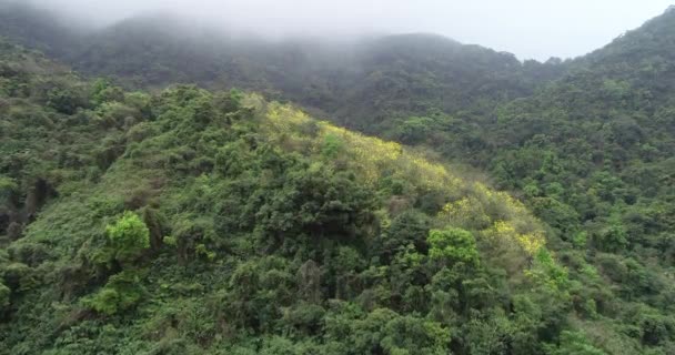 Filmagem Aérea Plantas Com Flores Floresta Tropical Primavera — Vídeo de Stock