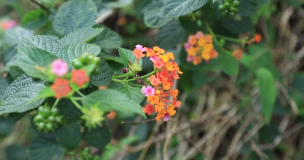 Krásná Malá Žlutá Růžová Lantana Camara Květy Kvetoucí Jaře — Stock video