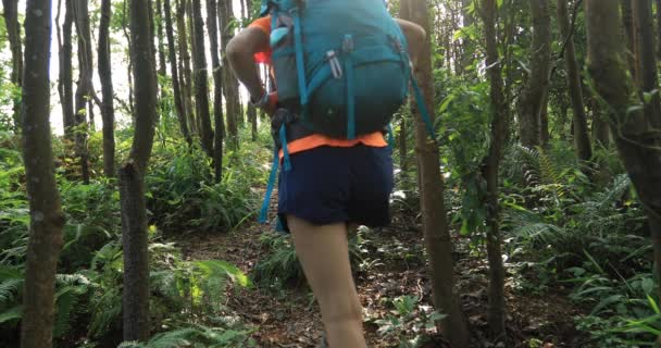 Escursionismo Zaino Spalla Femminile Montagna Foresta Pluviale Estate — Video Stock