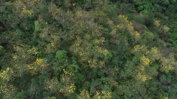 春季热带森林开花植物的空中摄像 — 图库视频影像