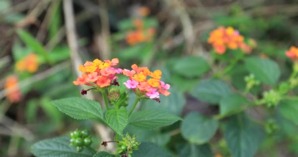 Hermosas Flores Lantana Camara Amarillas Rosadas Floreciendo Primavera — Vídeo de stock