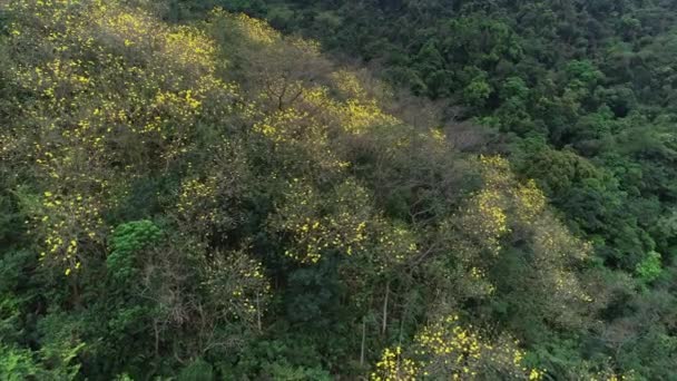 Filmagem Aérea Plantas Com Flores Floresta Tropical Primavera — Vídeo de Stock