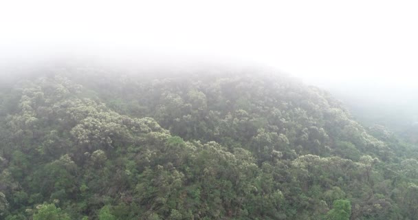 Воздушные Съемки Тропических Лесов Весной Горах — стоковое видео