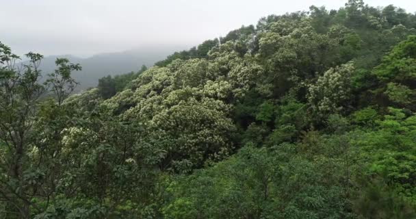 Luchtbeelden Van Tropisch Bos Het Voorjaar Bergen — Stockvideo