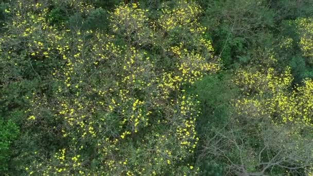 春季热带森林开花植物的空中摄像 — 图库视频影像