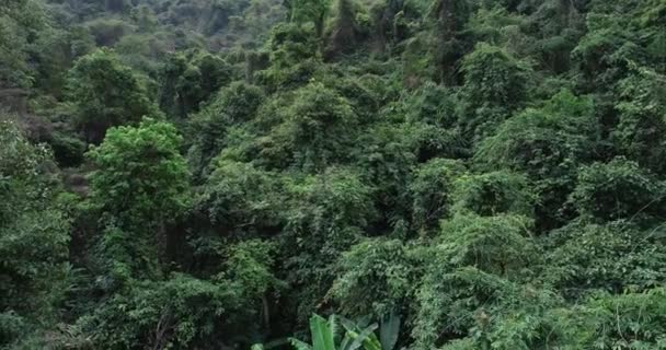 Images aériennes de la forêt tropicale au printemps en montagne 
