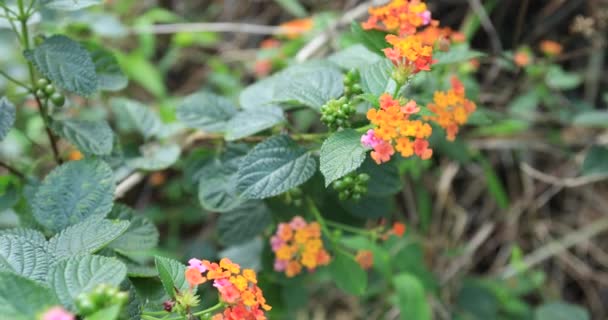 春に咲く美しい小さな黄色とピンクのランタナのカマラの花 — ストック動画