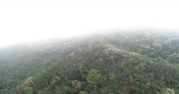 열대림의 — 비디오