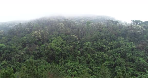 Rekaman Udara Hutan Tropis Musim Semi Pegunungan — Stok Video