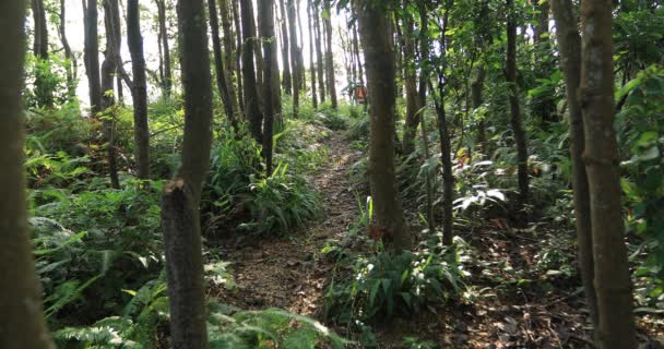 Female Backpacker Hiking Summer Rainforest Mountains — Stock Video