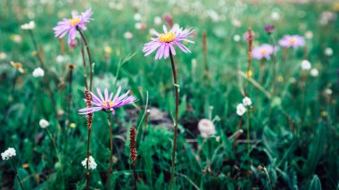 Güzel Taraxacum çiçekleri yeşil bir çayırda