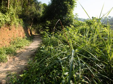 Tropikal yaz ormanlarında patika