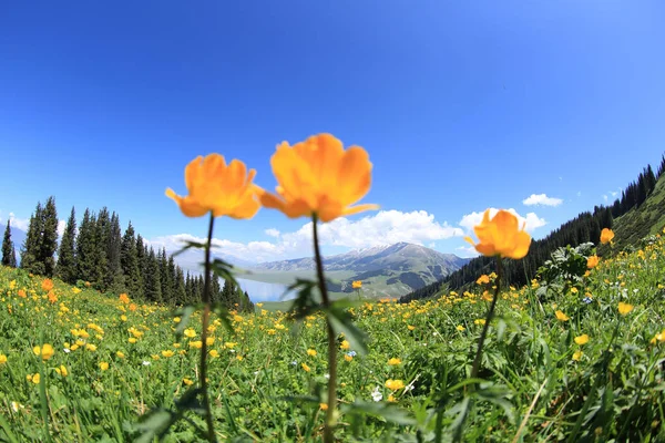 Hermoso Paisaje Con Flores Amarillas Pastizales Gran Altitud — Foto de Stock