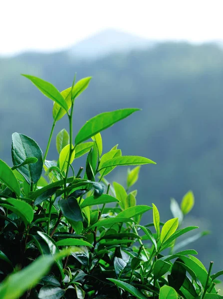 Rośliny Zielonej Herbaty Rosnące Wiosną — Zdjęcie stockowe