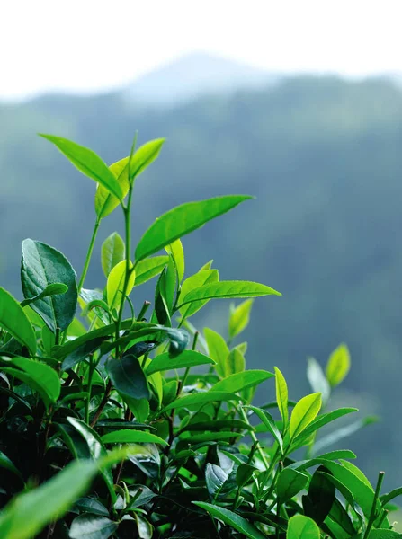 Groene Thee Planten Groeien Het Voorjaar — Stockfoto