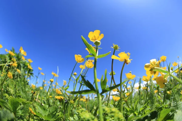 Bela Paisagem Com Flores Amarelas Pastagens Alta Altitude — Fotografia de Stock