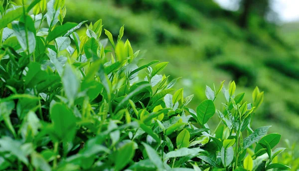 春天生长的绿茶植物 — 图库照片
