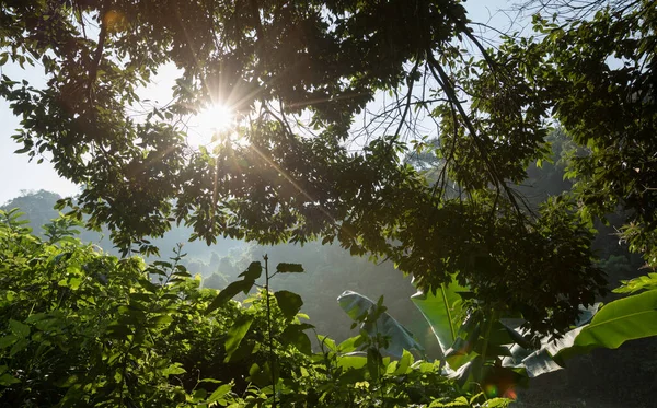 Schöne Szene Des Nebligen Waldes Mit Strahlen Durch Sommerblätter Mit — Stockfoto