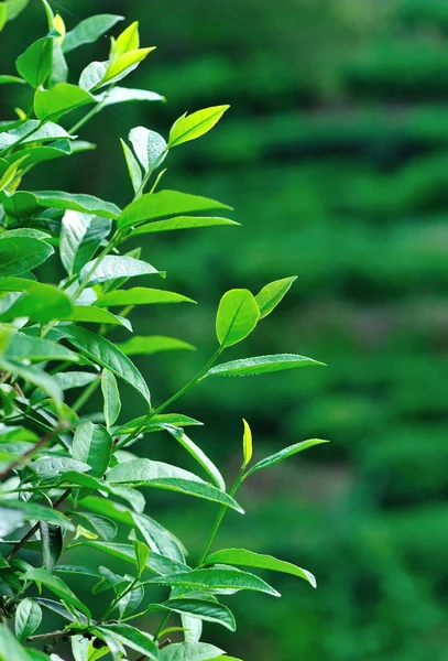 Tavasszal Termesztett Zöld Teanövények — Stock Fotó