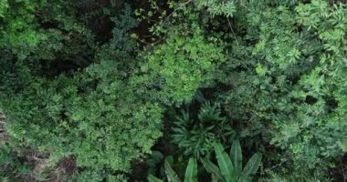 Tropikal yaz ormanlarında yeşil yaprakların yüksek açılı görüntüleri