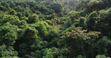 İlkbaharda tropikal ormanın hava görüntüleri