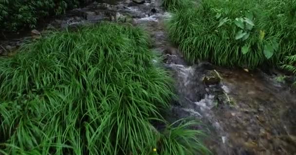 春の日差しの中で川と緑の草 — ストック動画
