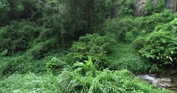 High Angle Footage Flowing Water Creek Tropical Summer Forest — Stock Video