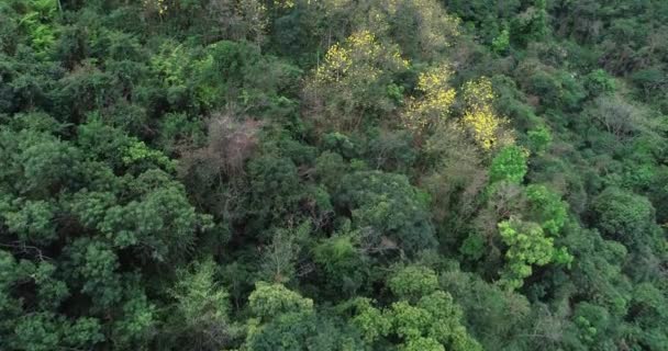 Aerial Footage Flowering Plants Tropical Forest Spring — Stock Video
