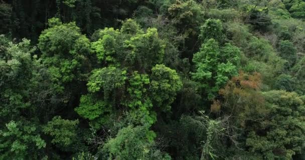 Imágenes Aéreas Del Bosque Tropical Primavera — Vídeos de Stock