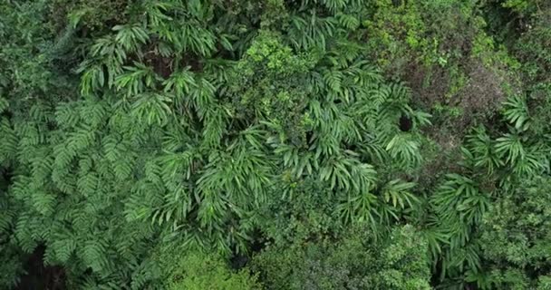 Högvinkelfilm Gröna Lövverk Tropisk Sommarskog — Stockvideo