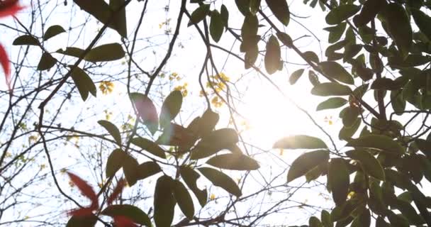 Сонячні Промені Крізь Листя Дерев Весняному Ранковому Лісі — стокове відео