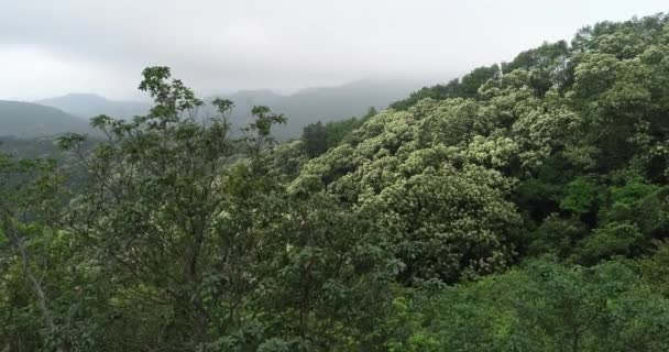 Filmati Aerei Foresta Tropicale Nebbiosa Primavera — Video Stock