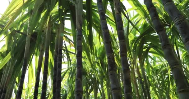 Bajo Ángulo Las Plantas Caña Azúcar Que Crecen Campo Rural — Vídeos de Stock