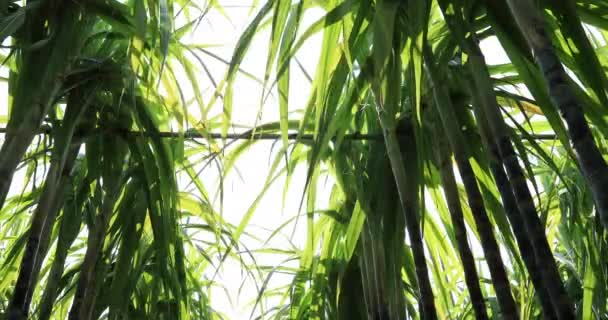 Bajo Ángulo Las Plantas Caña Azúcar Que Crecen Campo Rural — Vídeos de Stock