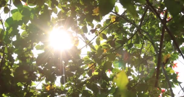 Rayos Luz Solar Través Hojas Árboles Bosque Matutino — Vídeos de Stock