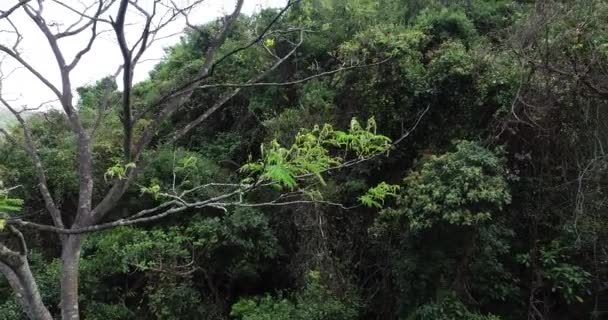 Luchtbeelden Van Tropisch Bos Het Voorjaar Close Van Jonge Bomen — Stockvideo