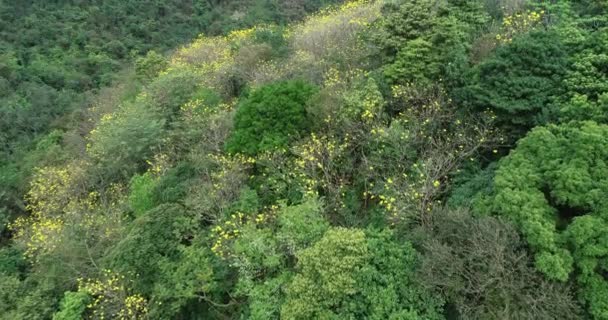 Aerial Footage Tropical Forest Spring Flowering Plants — Stock Video