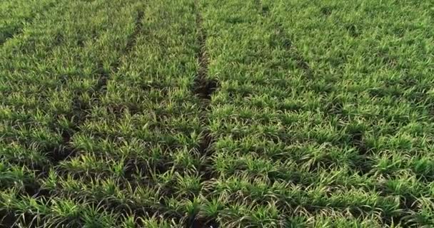 田園地帯で成長しているサトウキビ植物のプランテーションの高い角度ビュー — ストック動画