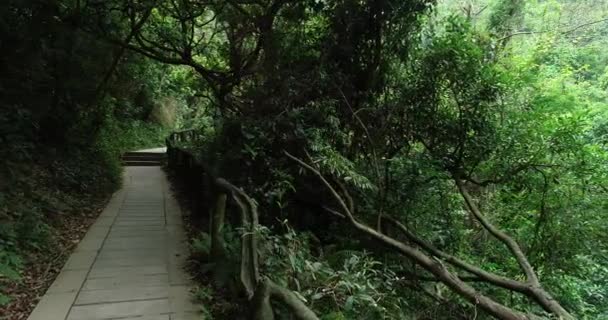 Panning Filmagem Trilha Floresta Tropical Verão — Vídeo de Stock
