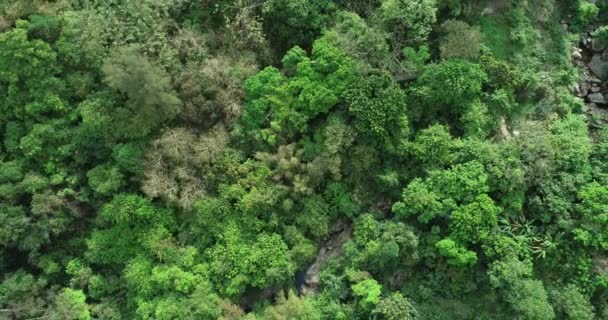 Lkbaharda Tropik Ormanlardaki Vahşi Dağ Deresinin Hava Görüntüleri — Stok video